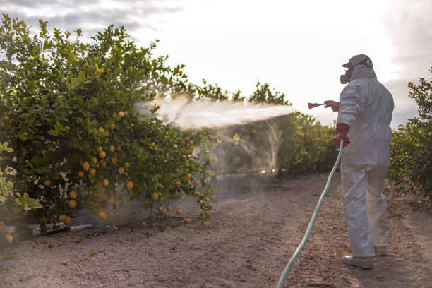 Best Pest Control Cost  in Rossville, IN