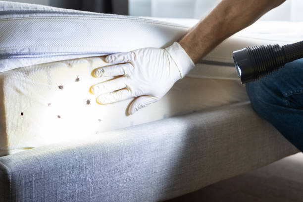 Best Flea Control Services  in Rossville, IN