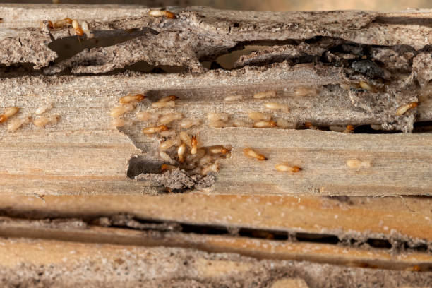 Pest Prevention Services in Rossville, IN